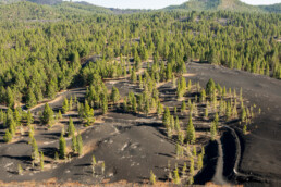 Foresta colpita dal cambiamento climatico