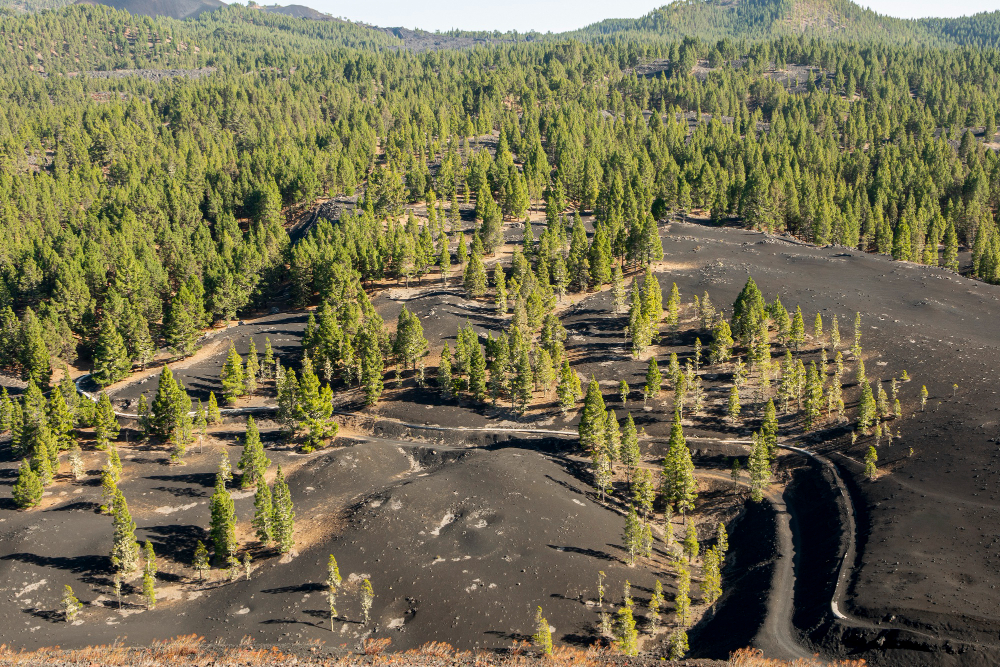 Foresta colpita dal cambiamento climatico