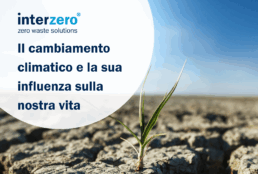 Piccola pianta che nasce da un terreno arido